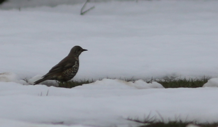 Mistle Thrush